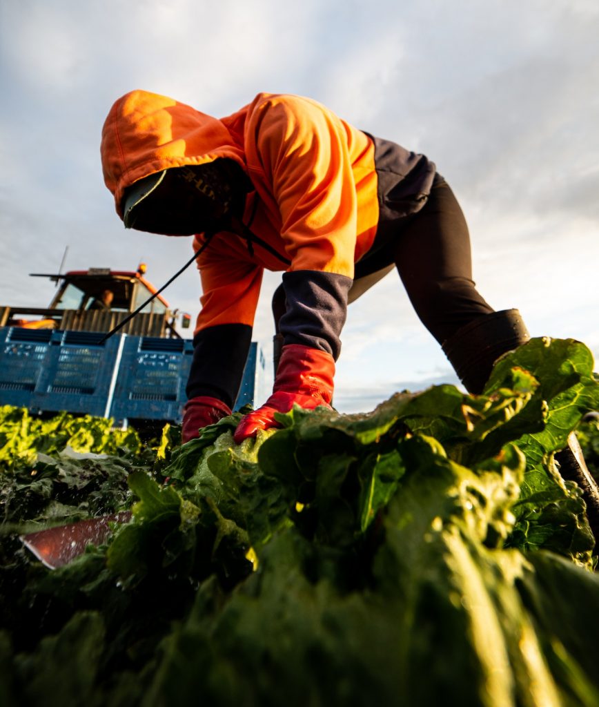 Front View of a Woman Harvesting Lettuce with a Knife. Farm Worker