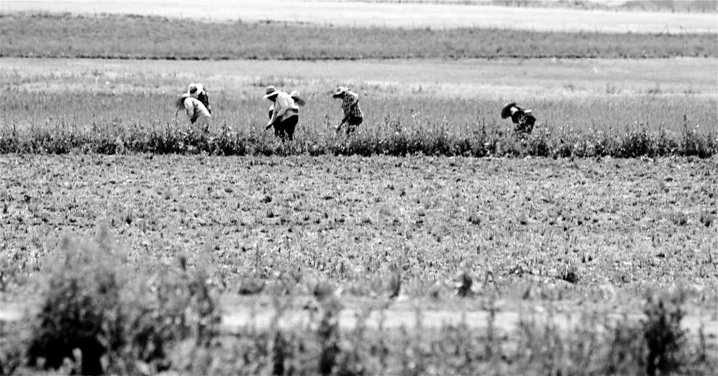Monochromatic portrait of migrant workers laboring in a field.