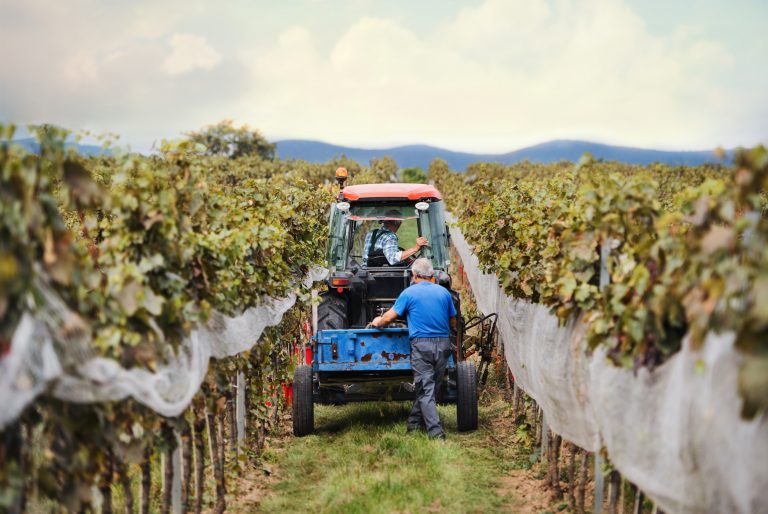 Rear view of tractor with farmers in vineyard, grape harvest concept