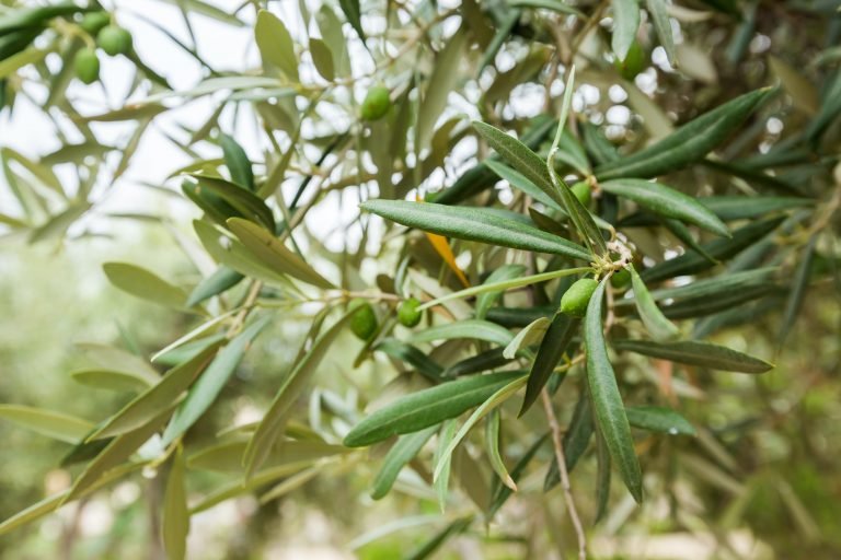 Olives on olive tree
